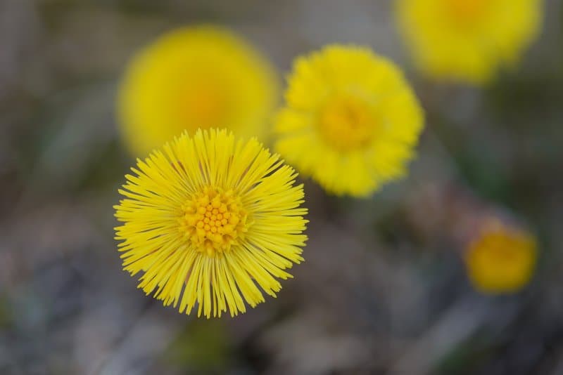 tussilago